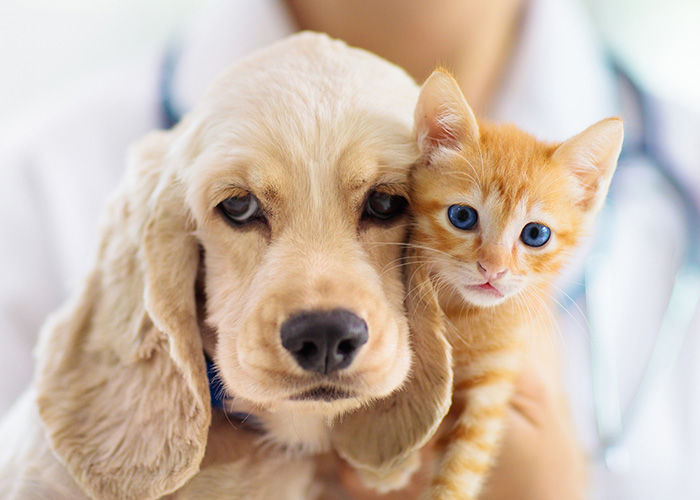 Forms Midwest Vet Labs