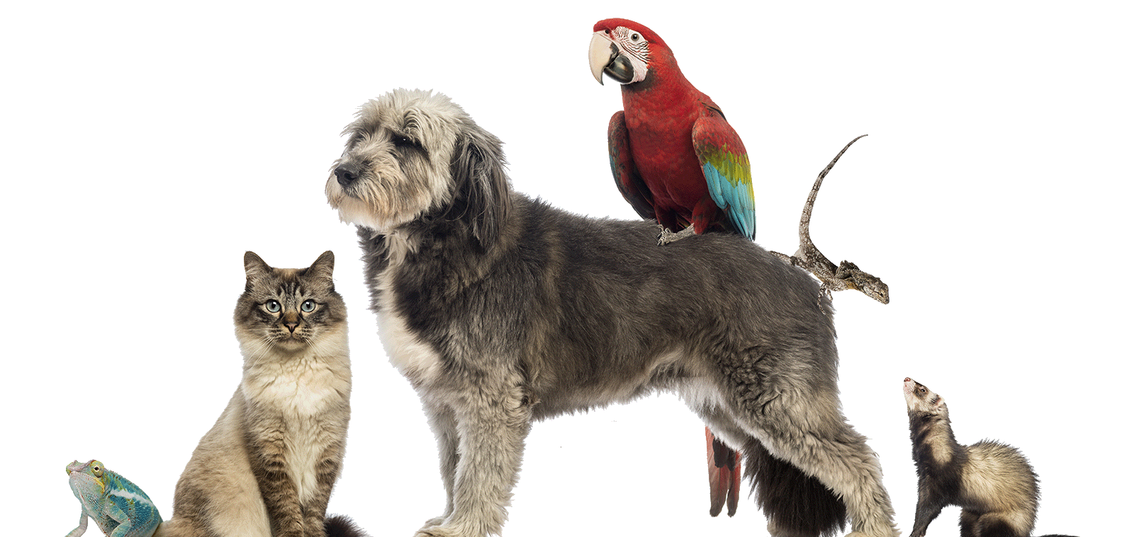 Midwest Vet Labs Midwest Vet Labs